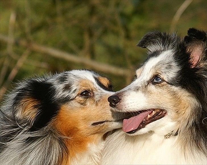 Shetland sheepdog Dumbo billede 11