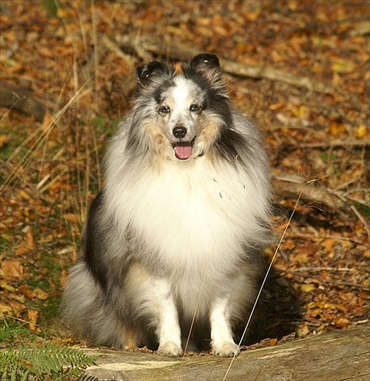 Shetland sheepdog Dumbo billede 1