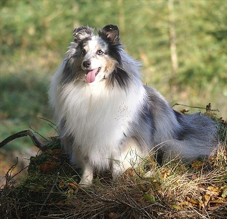 Shetland sheepdog Dumbo billede 12
