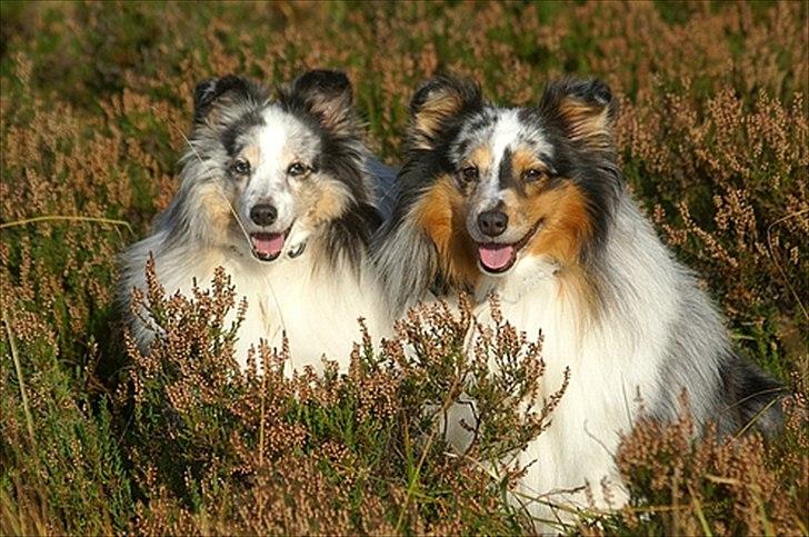 Shetland sheepdog Dumbo billede 13