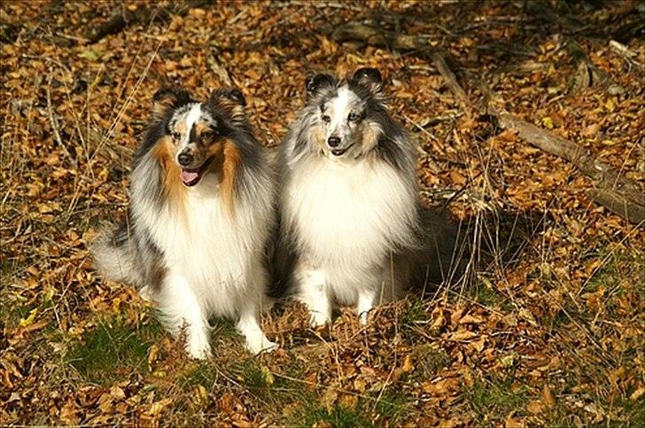 Shetland sheepdog Dumbo billede 14