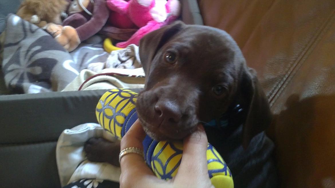 Blanding af racer Cody billede 7