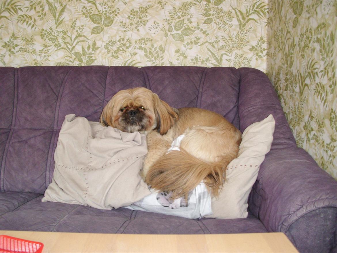 Blanding af racer Luna - Man forstår at hygge sig. billede 10