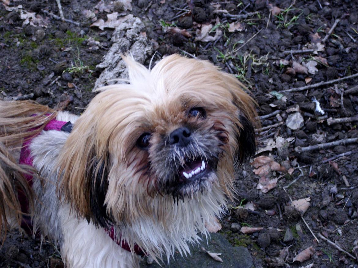 Blanding af racer Luna - Elsker en dejlig gåtur :-) billede 11