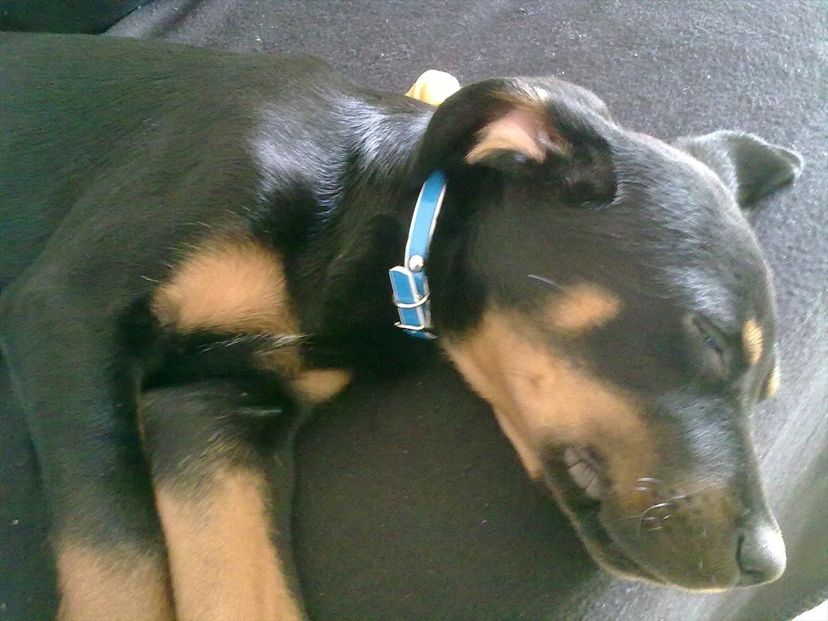 Blanding af racer Tjalfe (rottweiler/labrador) billede 8