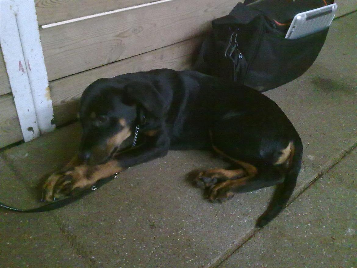 Blanding af racer Tjalfe (rottweiler/labrador) - Her er Tjalfe med til heste kåring, som tilskuer.  billede 9