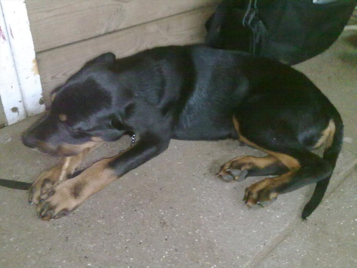 Blanding af racer Tjalfe (rottweiler/labrador) - Det er nu et godt ben. billede 10