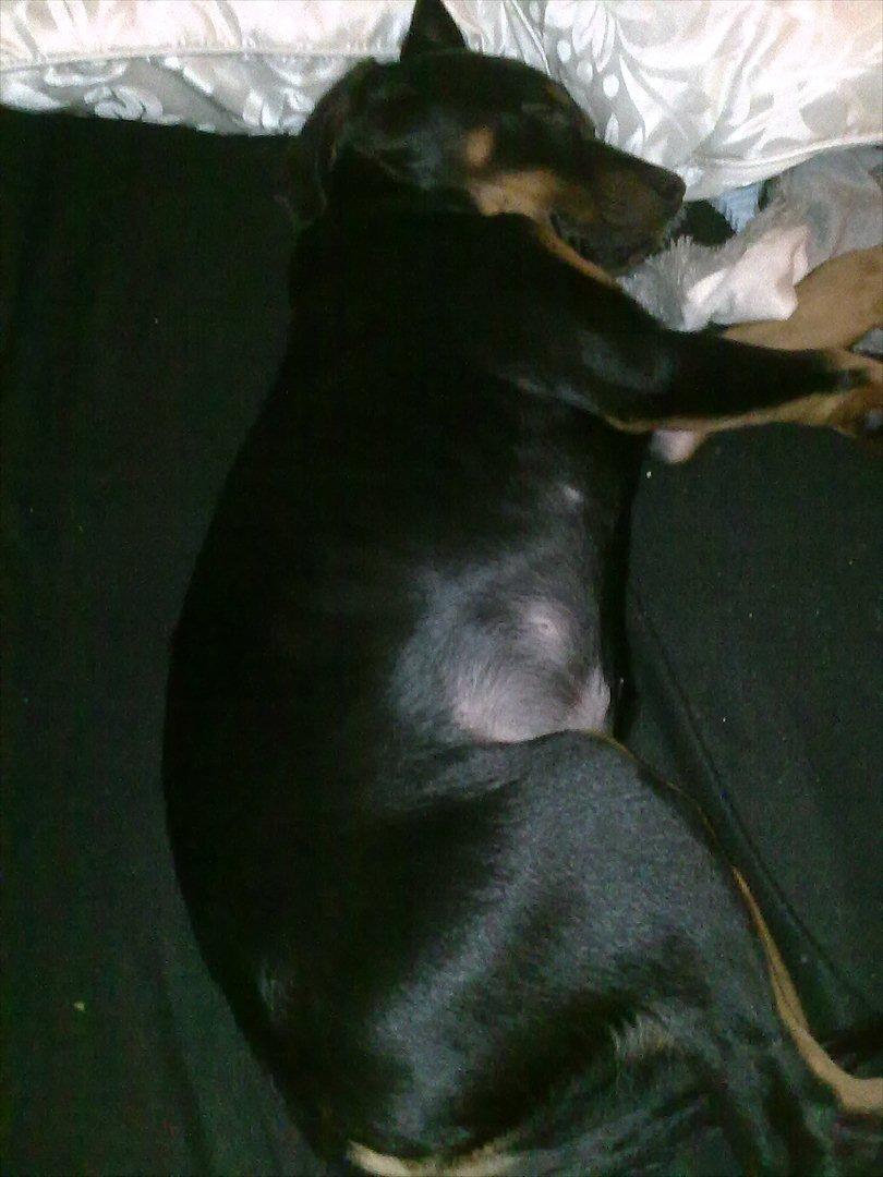 Blanding af racer Tjalfe (rottweiler/labrador) - ...tager sig en velfortjent lur på sofaen. billede 11