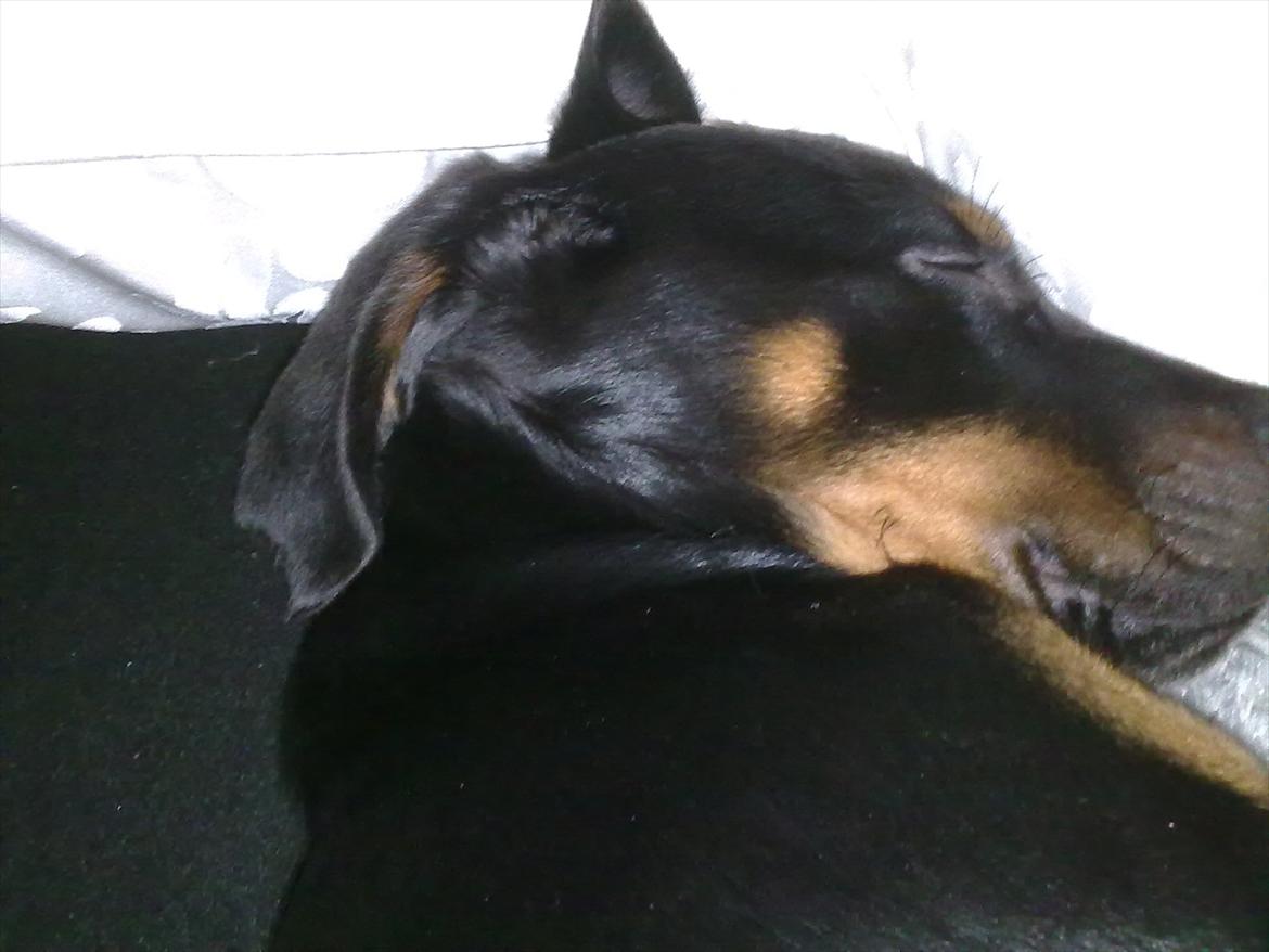 Blanding af racer Tjalfe (rottweiler/labrador) billede 12