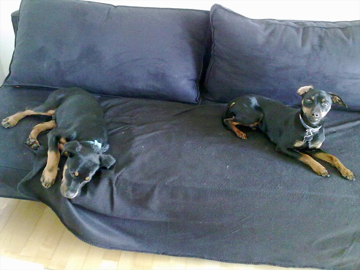 Blanding af racer Tjalfe (rottweiler/labrador) - Tjalfe (v) og Loke (h). billede 13