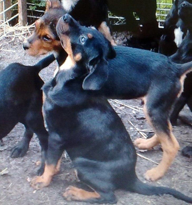 Blanding af racer Tjalfe (rottweiler/labrador) - Tjalfe hvor vi ''købte'' ham. billede 16