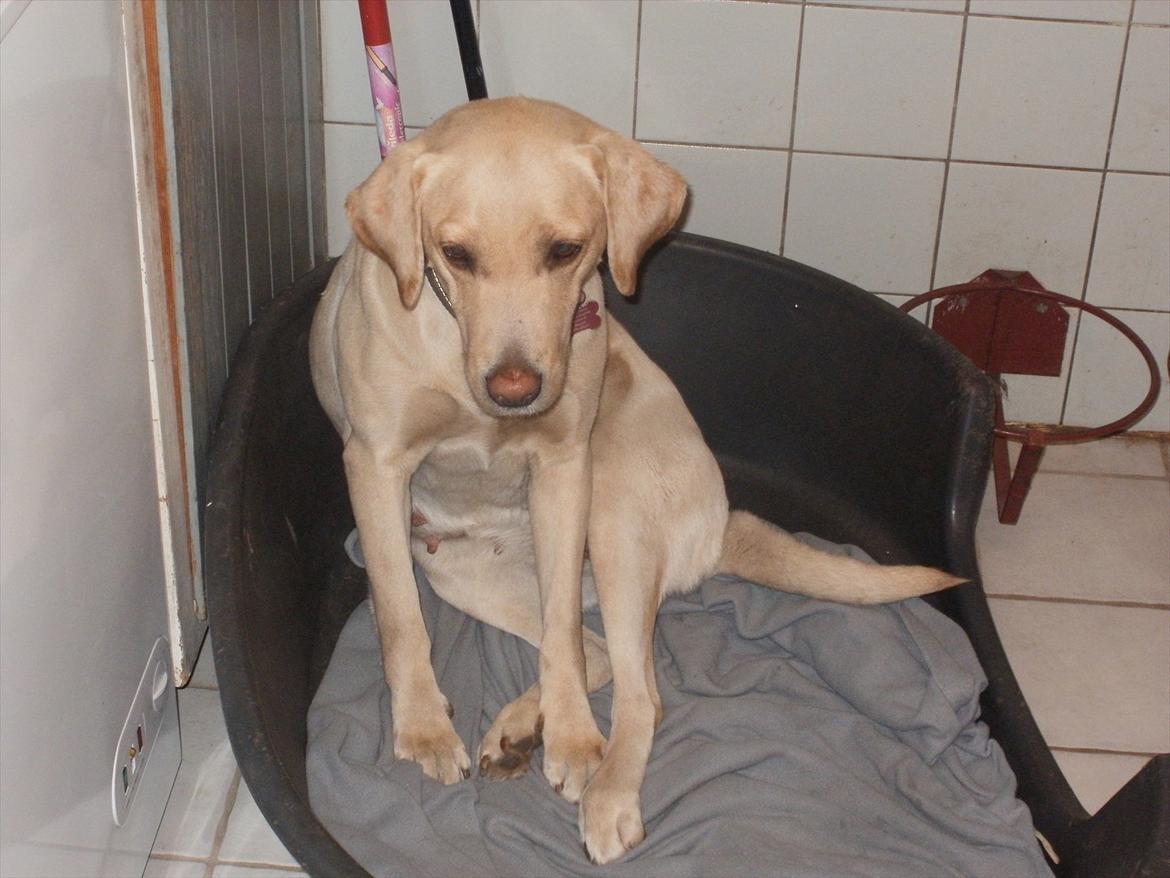 Labrador retriever Nanna billede 7