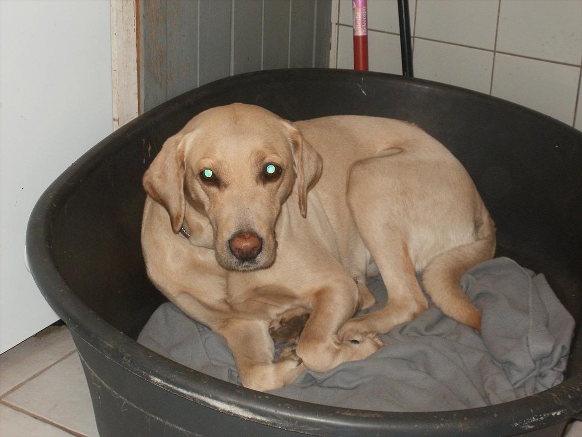 Labrador retriever Nanna billede 8