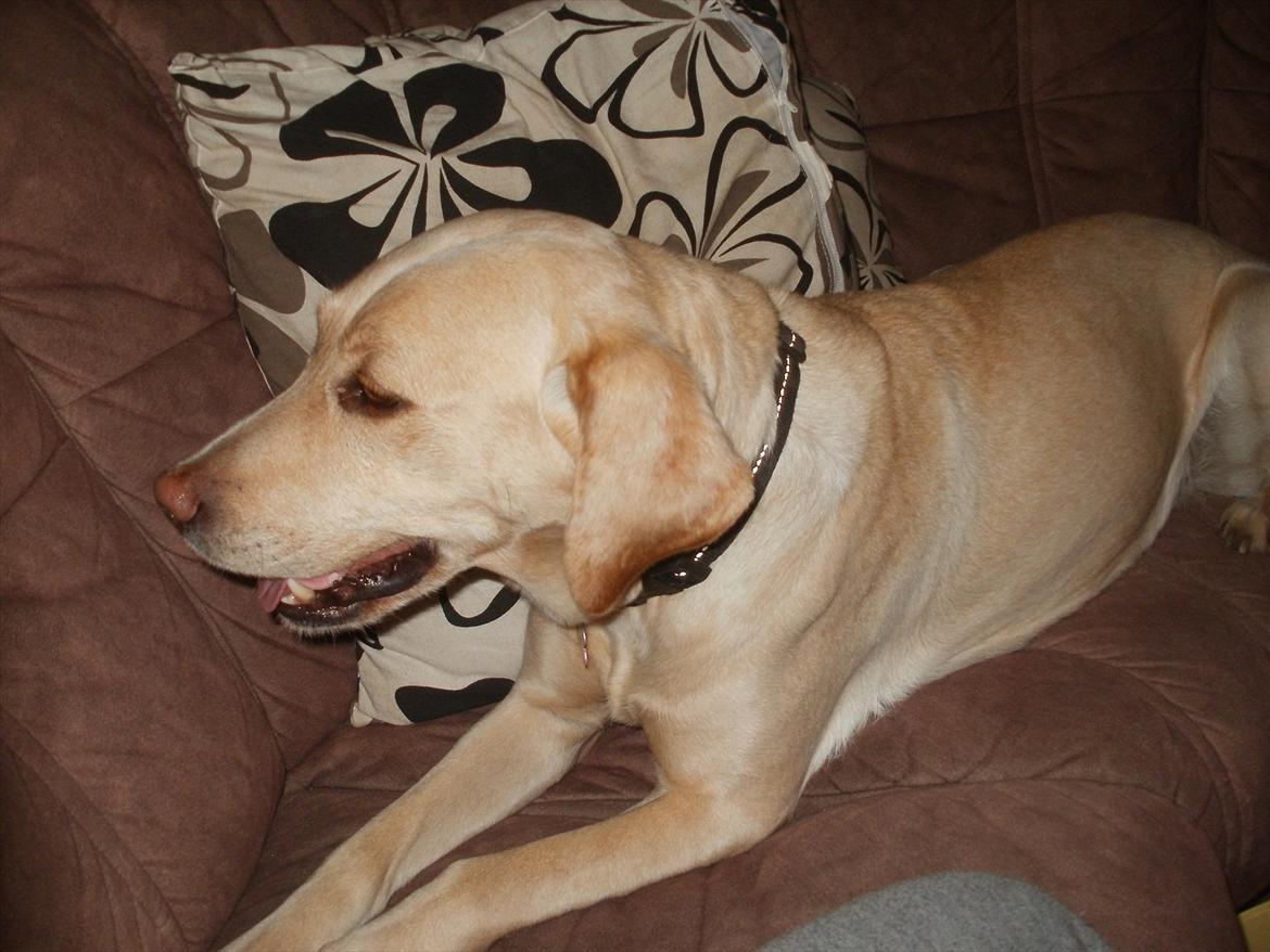 Labrador retriever Nanna billede 9