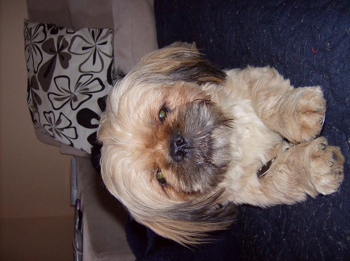 Blanding af racer Luna billede 12