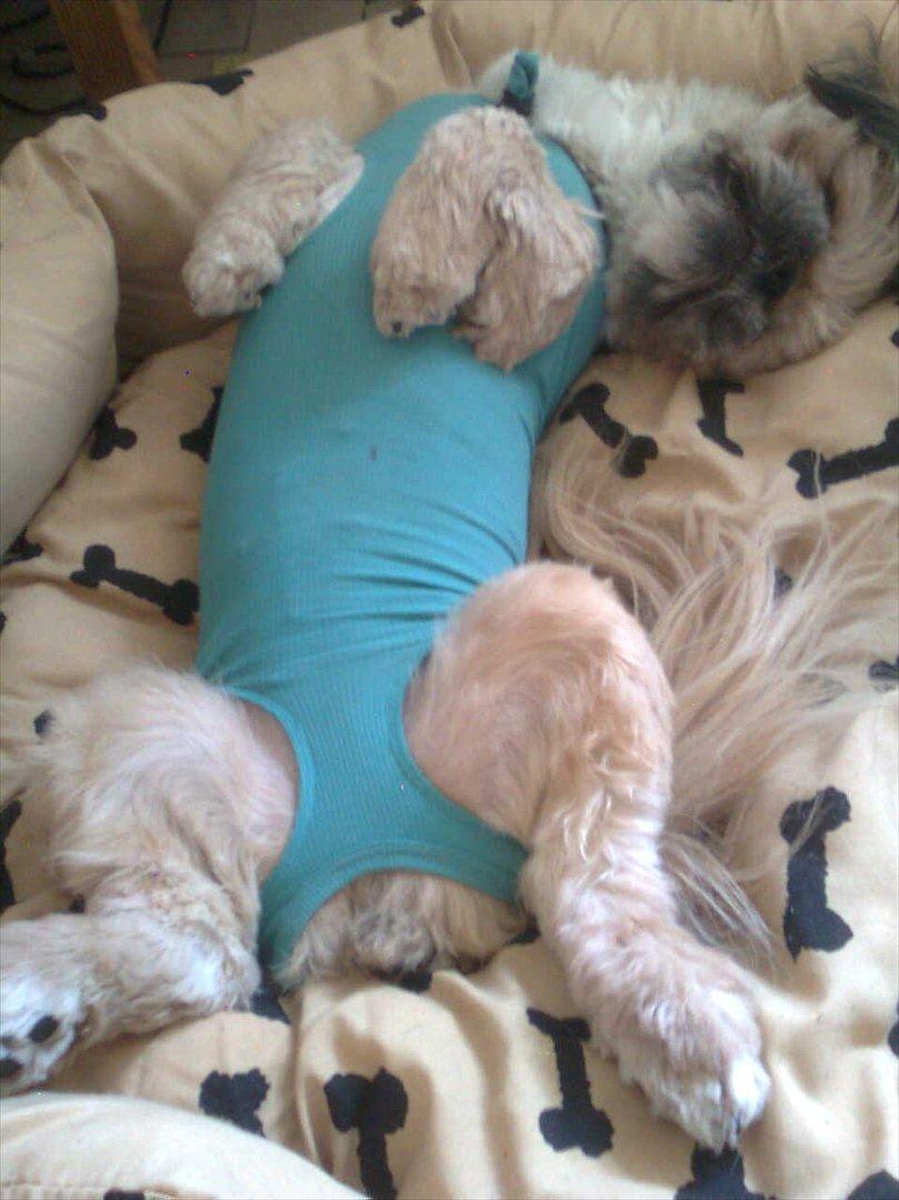 Blanding af racer Luna - Et styk steriliseret Luna. billede 13