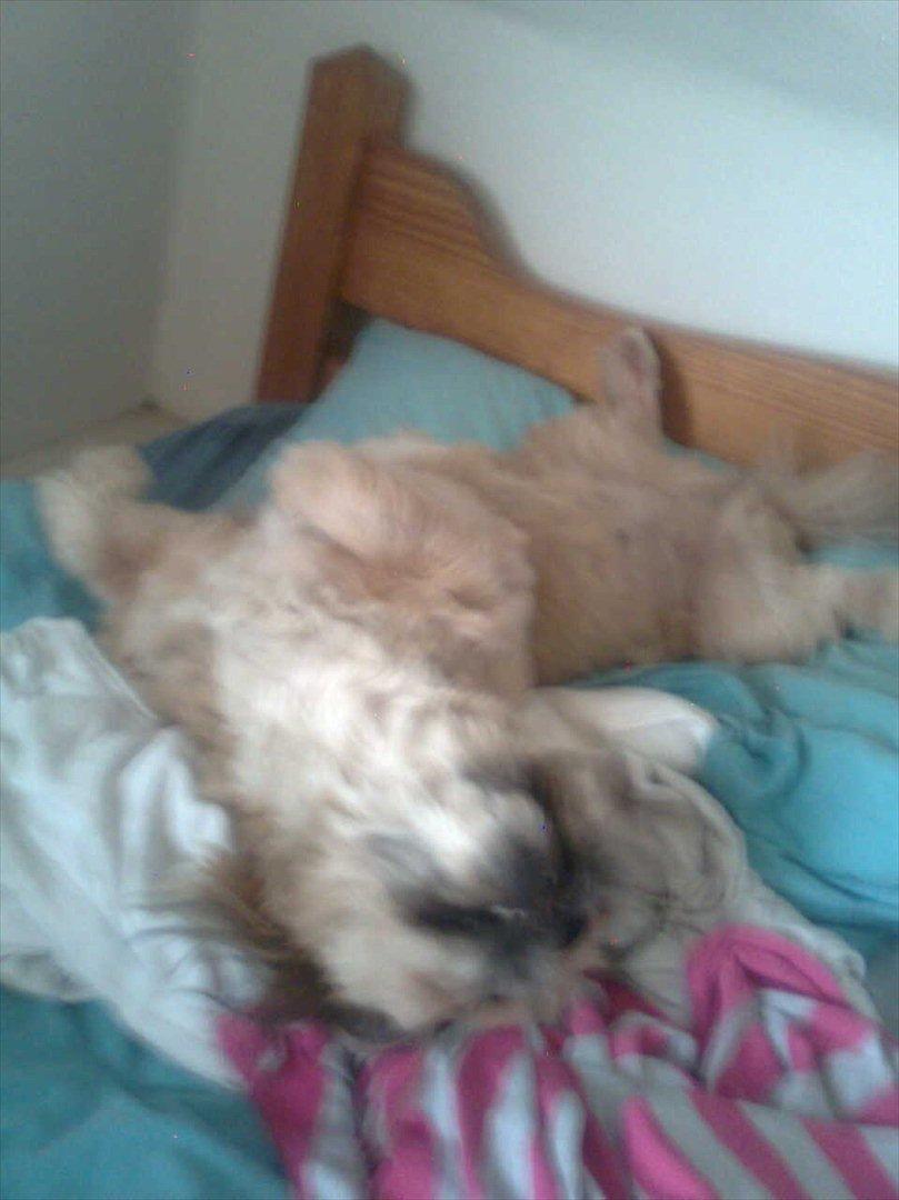 Blanding af racer Luna - Min hund kan ligge på de mest mærkelige måder  :-) billede 14