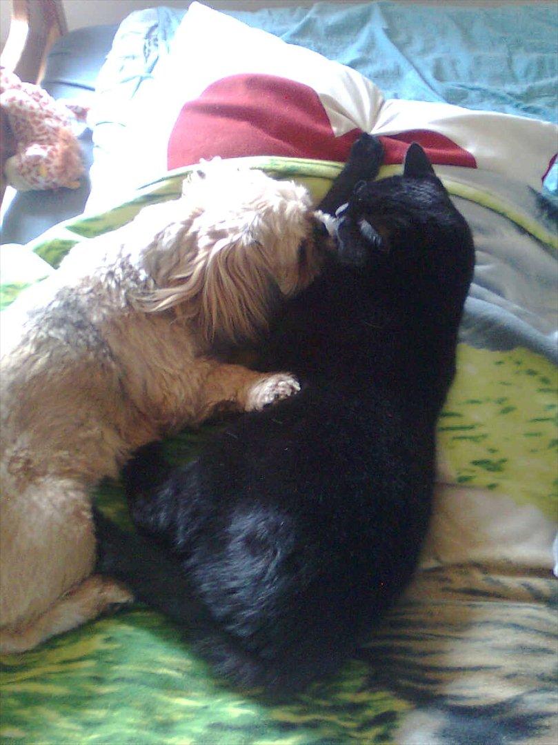 Blanding af racer Luna - Luna sammen med min gamle kat, som hun voksede op med :-) billede 15