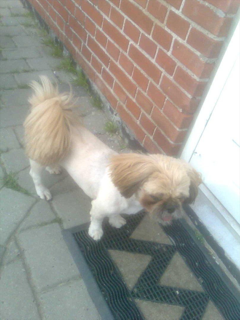 Blanding af racer Luna - En ny klippet Luna :-) billede 16