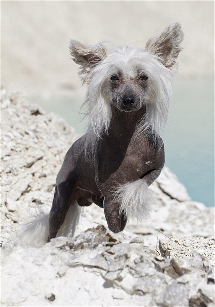 Chinese crested hårløs East Wind billede 2