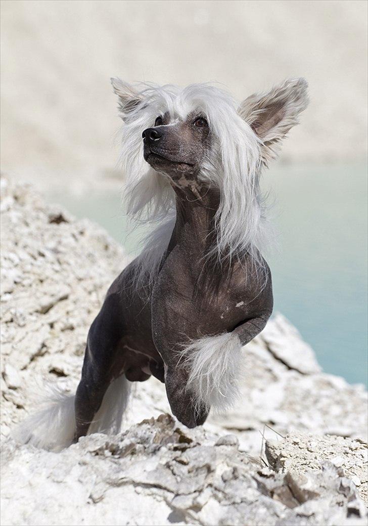 Chinese crested hårløs East Wind billede 3