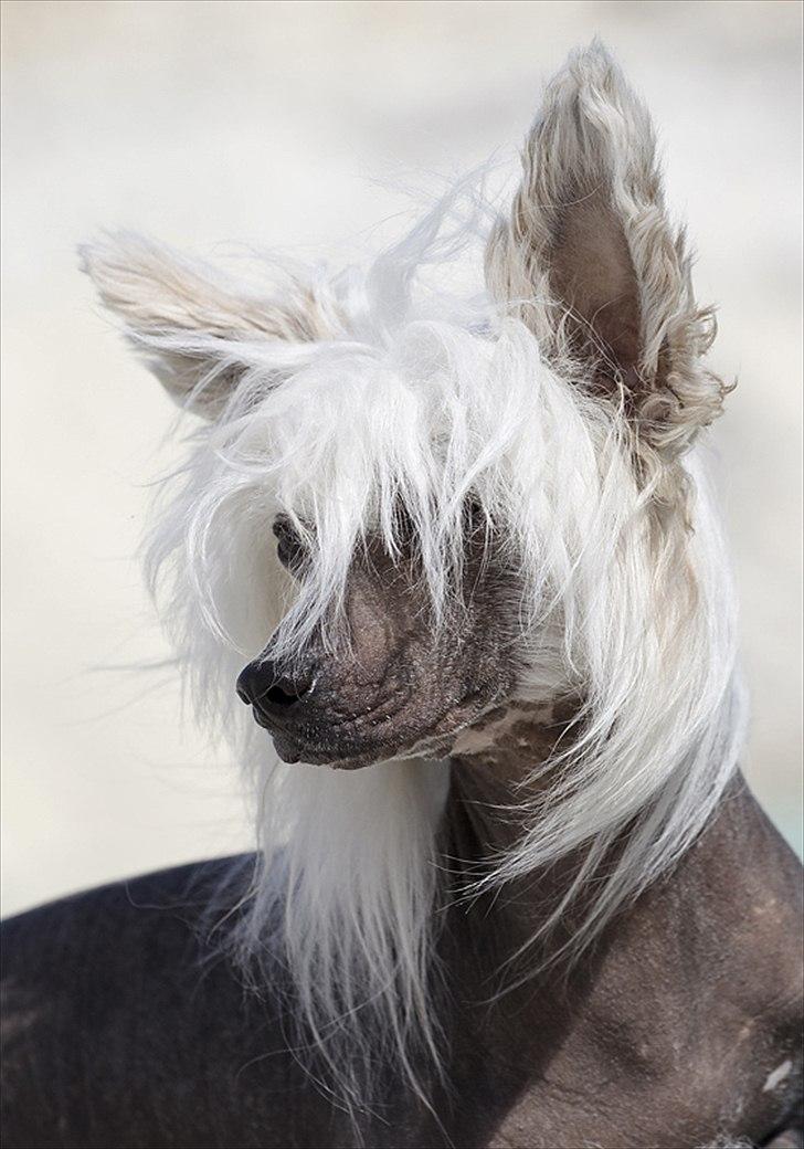 Chinese crested hårløs East Wind billede 4