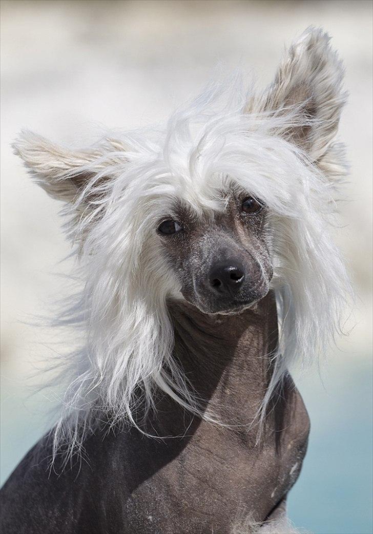 Chinese crested hårløs East Wind billede 5
