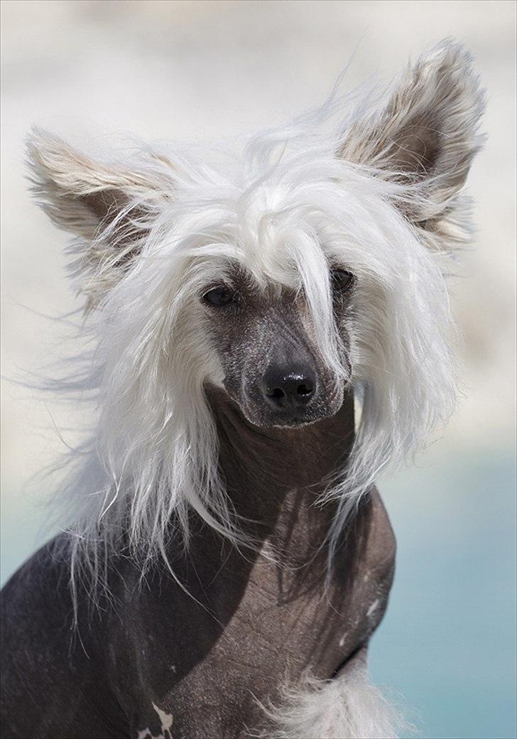 Chinese crested hårløs East Wind billede 6