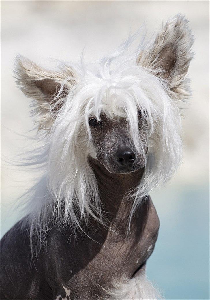 Chinese crested hårløs East Wind - For lækker til Love.. billede 7