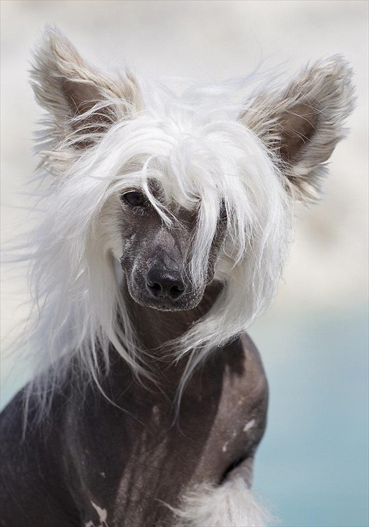 Chinese crested hårløs East Wind billede 8