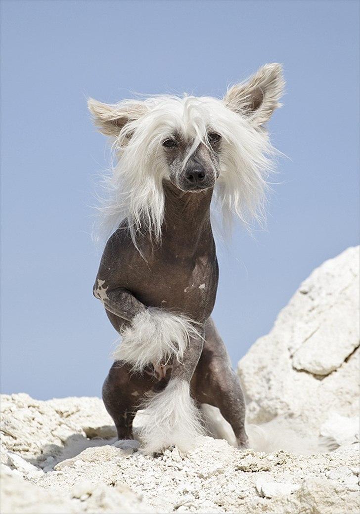 Chinese crested hårløs East Wind billede 9