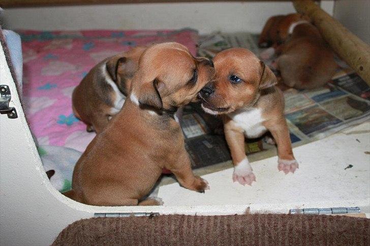 Staffordshire bull terrier Tovdals Tell Me More Milo - 19.Oktober 3uger og 5 dage. billede 7