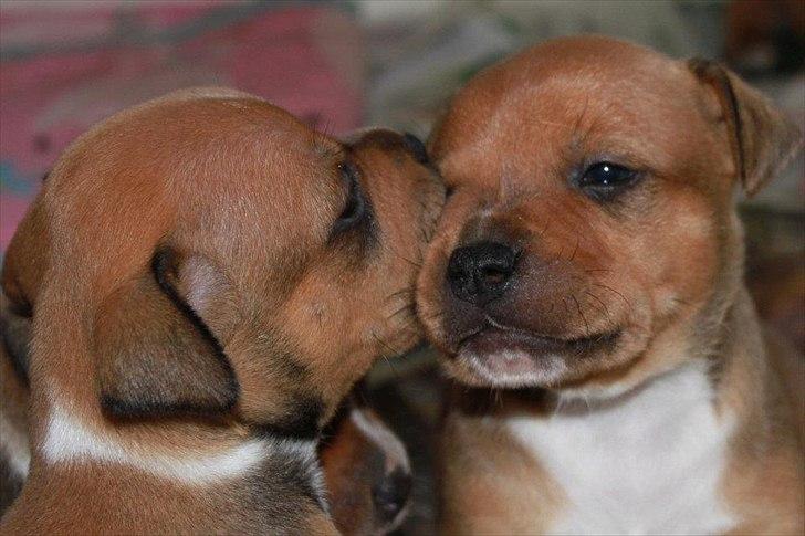 Staffordshire bull terrier Tovdals Tell Me More Milo - 19.Oktober 3uger og 5 dage. billede 8