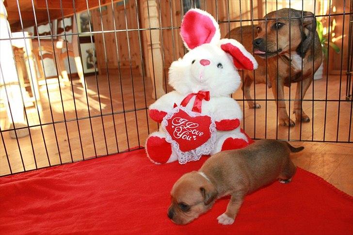 Staffordshire bull terrier Tovdals Tell Me More Milo - 16.Oktober 3uger og 2 dage. billede 6