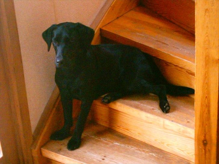 Labrador retriever Anja billede 2