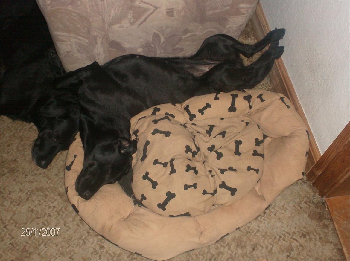 Labrador retriever Anja billede 3