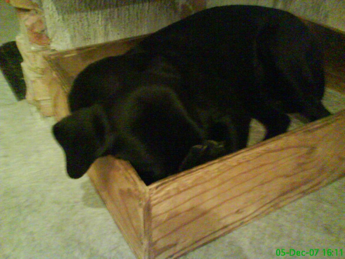 Labrador retriever Anja billede 4