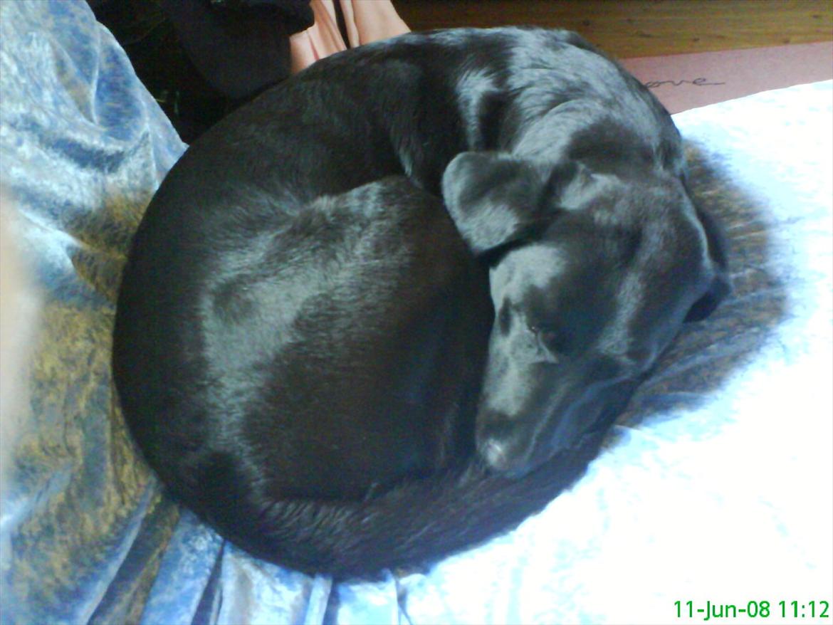 Labrador retriever Anja billede 5