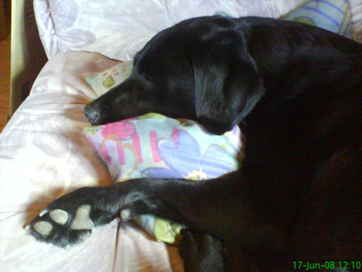 Labrador retriever Anja billede 6