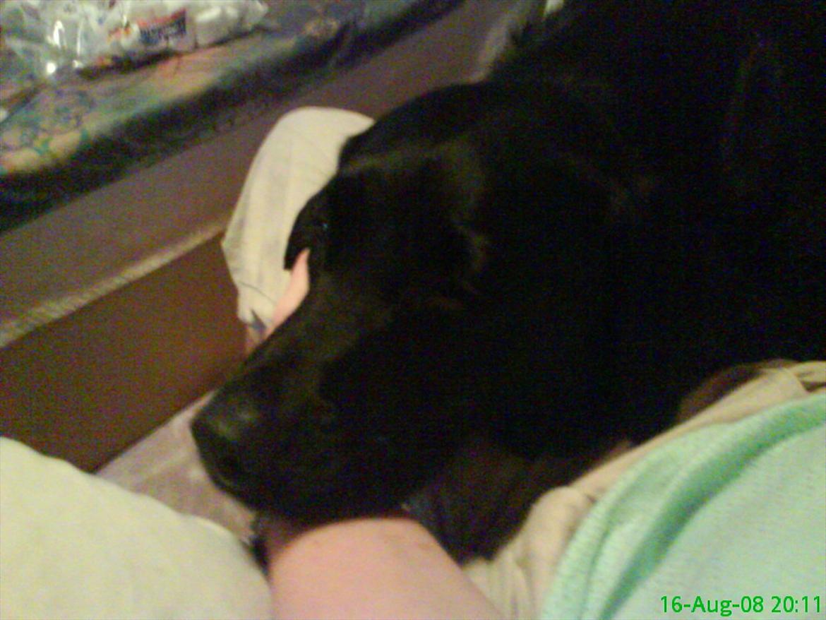 Labrador retriever Anja billede 8