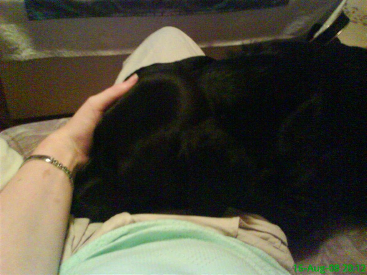 Labrador retriever Anja billede 9