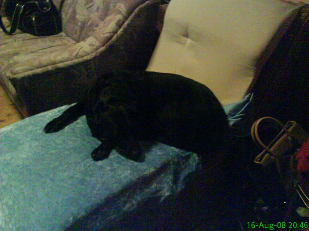 Labrador retriever Anja billede 10