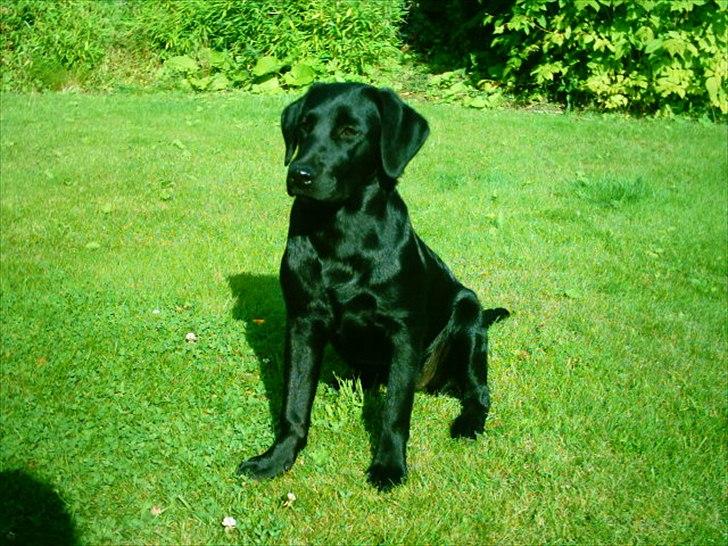 Labrador retriever Anja billede 11