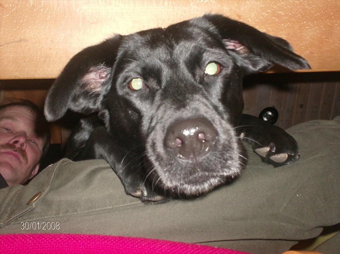 Labrador retriever Anja billede 12