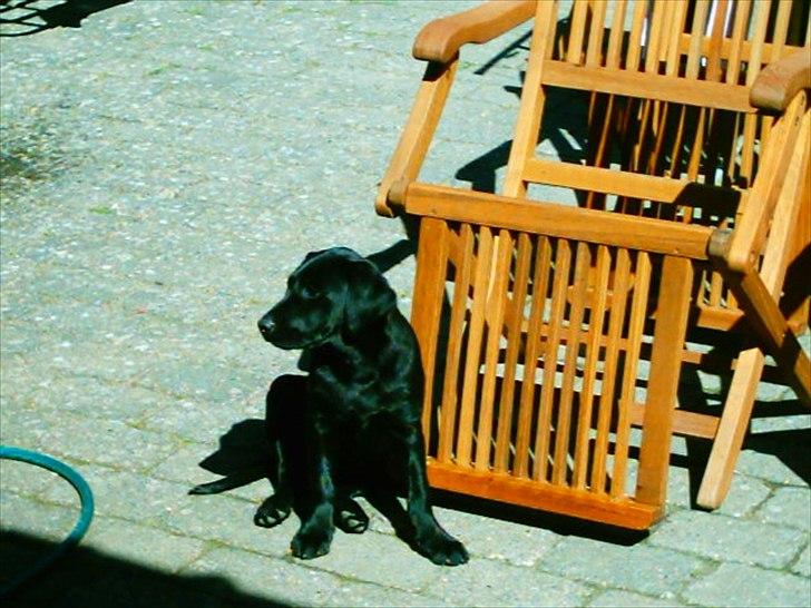 Labrador retriever Anja billede 13