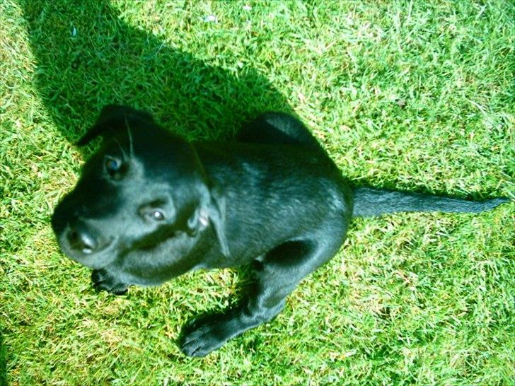 Labrador retriever Anja billede 14