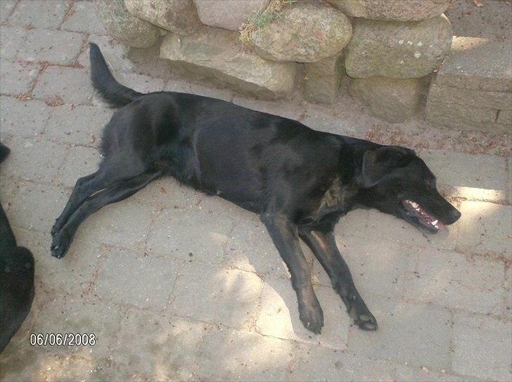 Labrador retriever Anja billede 15