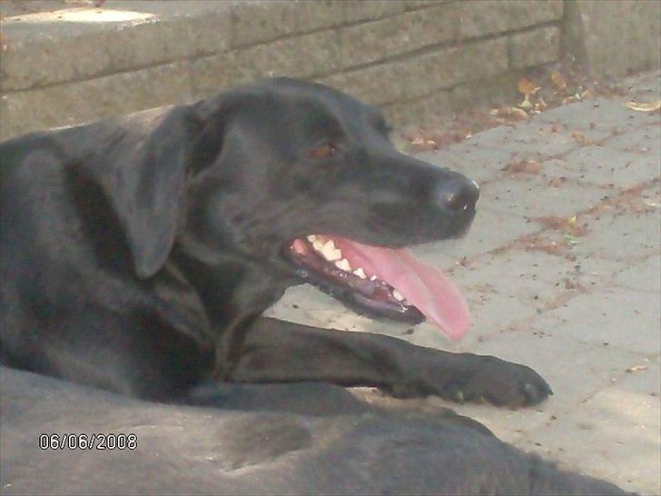 Labrador retriever Anja billede 16