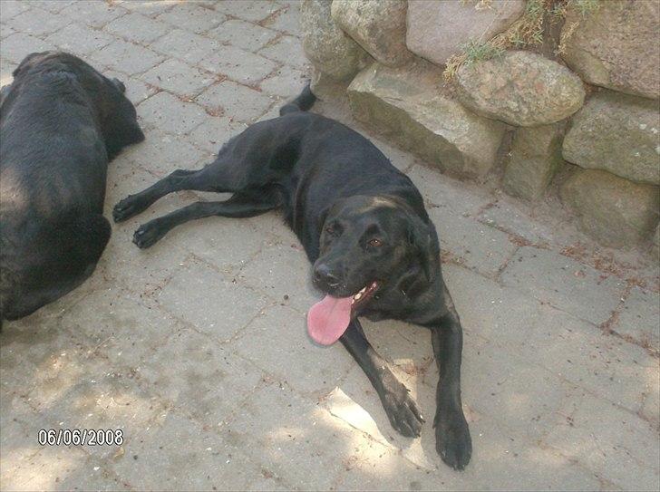 Labrador retriever Anja billede 17