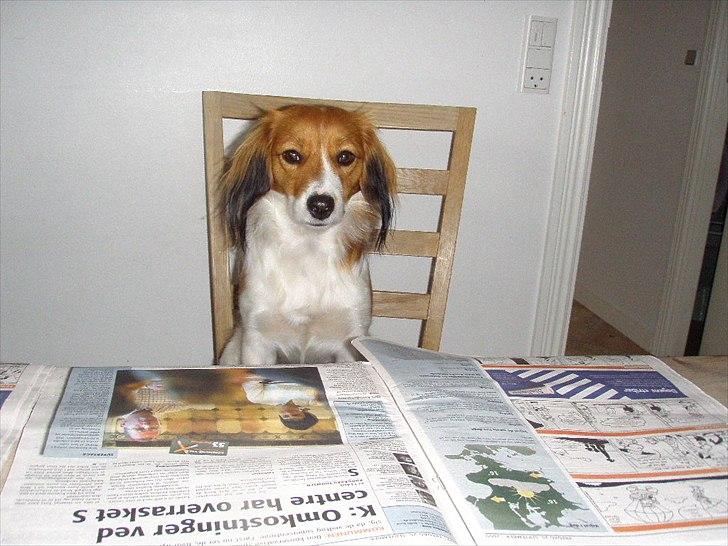 Kooikerhondje Vitovani's Carlita D'Belox | Cita | - Nr. 2 Cita læser xD billede 3